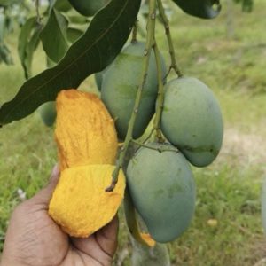 আম্রপালি -20kg