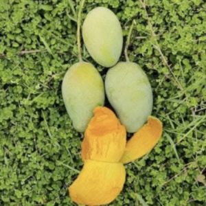 আম্রপালি -12kg