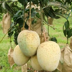 গৌড়মতি-৬ কেজি