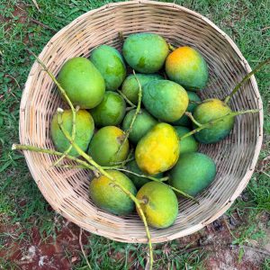 হিমসাগর আম -10kg