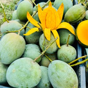 বারি-৪ আম - 20 kg