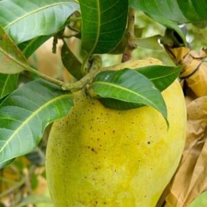 ফজলি আম-20kg