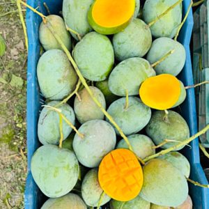 বারি-৪ আম - 10 kg