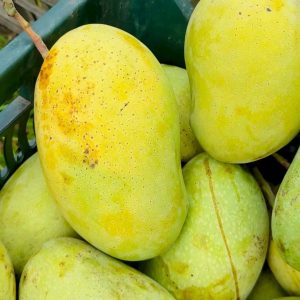 ফজলি আম-10kg